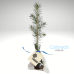 Coniferous Tree - in Eco bag with tag