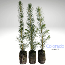 Greenhouse Plug - Colorado Spruce