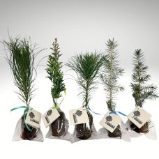 Coniferous Tree - in Eco bag with tag