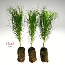 Greenhouse Plug - Red Pine