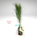 Coniferous Tree - in Eco bag with tag