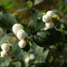 Snowberry (3 gallon)