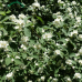 Snowberry (3 gallon)