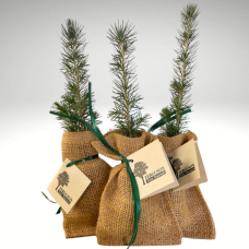 Tree - in burlap bag