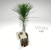 Coniferous Tree - in Eco bag with tag