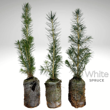 Greenhouse Plug - White Spruce