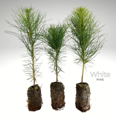 Greenhouse Plug - White Pine