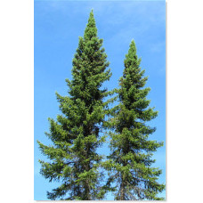 Black Spruce (2 gallon)