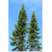 Black Spruce (2 gallon)