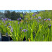 Flag, Blue (Iris versicolor) (1 Gallon)