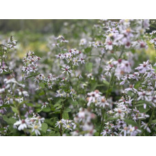 Blue Wood Aster (Symphyotrichum cordifolium) (3")