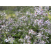 Blue Wood Aster (Symphyotrichum cordifolium) (3")