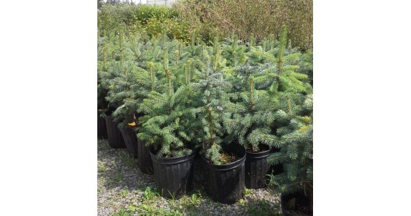 How To Plant, Fertilize, Prune & Water A Colorado Blue Spruce Trees -  Wilson Bros Gardens