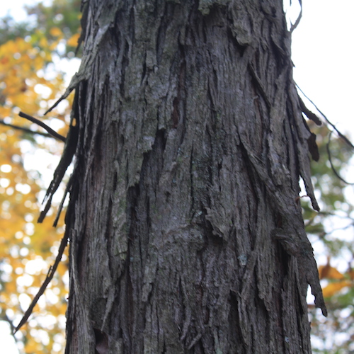 Shagbark Hickory (3+0) - Ferguson Tree Nursery