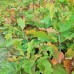 White Oak (2 gallon)