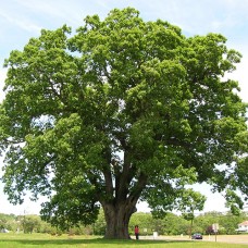 White Oak (2+0)