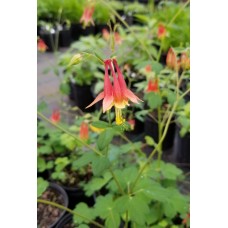 Eastern Red Columbine (Aquilegia canadensis) (1 Gallon)