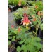 Eastern Red Columbine (Aquilegia canadensis) (1 Gallon)