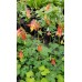 Eastern Red Columbine (Aquilegia canadensis) (1 Gallon)