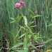 Milkweed, Swamp (1 Gallon)