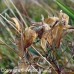 Milkweed, Swamp (1 Gallon)