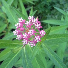 Milkweed, Swamp (1 Gallon)