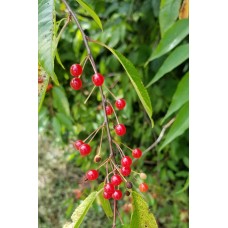 Pin Cherry (2 gallon)