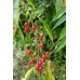 Pin Cherry (2 gallon)