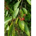 Pin Cherry (2 gallon)