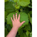 American Sycamore (2 gallon)